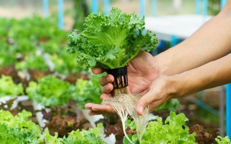 Is Organic Hydroponics Possible? Yes, And Here’s How to Use Organic Nutrients in Hydroponics
