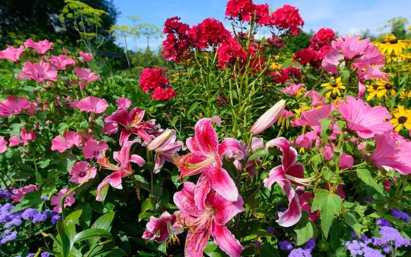 25 Perennial Flowers for Shade