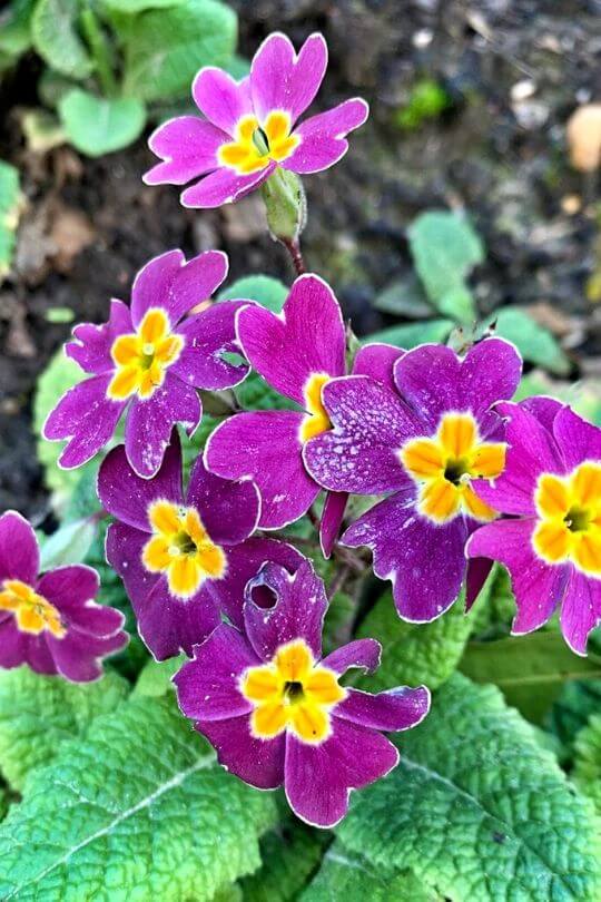 Primula spp