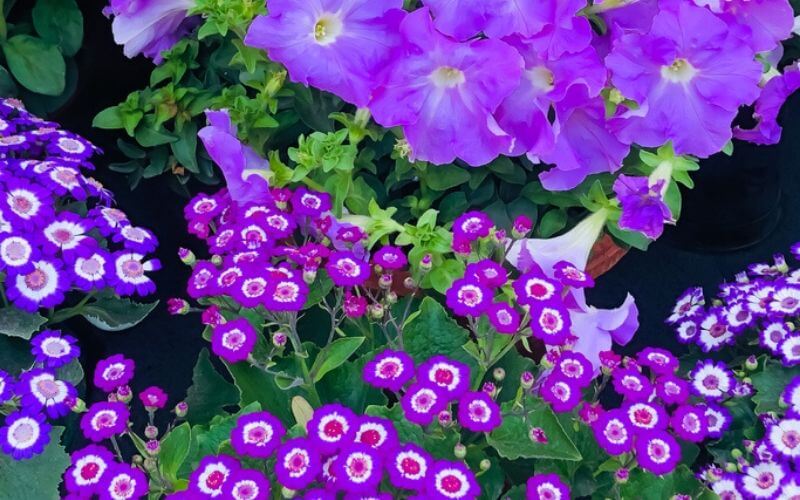 25 Purple Perennial Flowers That Will Bloom Forever