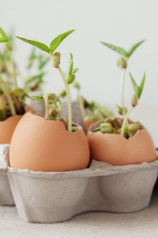 Start Eggshells to Grow Seedlings Indoors