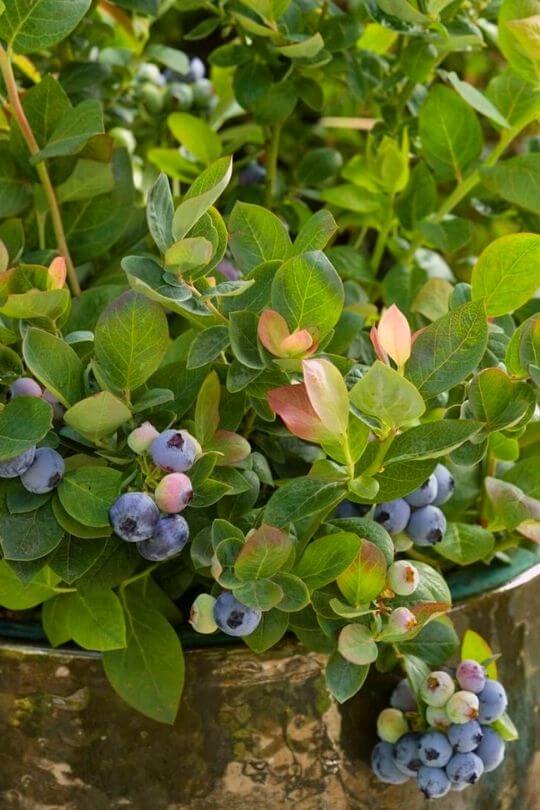 The Ultimate Guide To Growing Blueberries In Containers