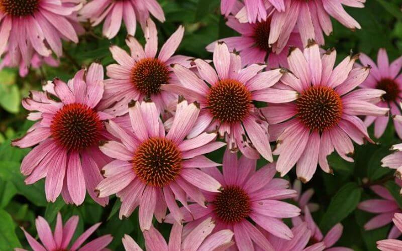 27 Coneflower (Echinacea) Varieties To Grow Gardening Chores