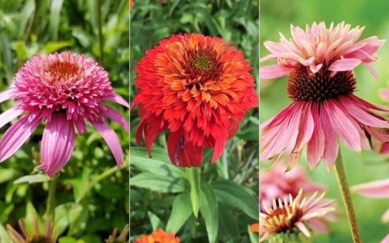 27 Gorgeous coneflower (Echinacea) Varieties Should You Plant in the garden