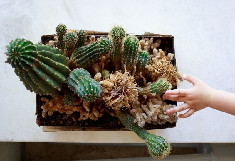 Underwatering cacti – is it a problem?