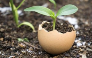 Use Eggshells in Your Garden & Home