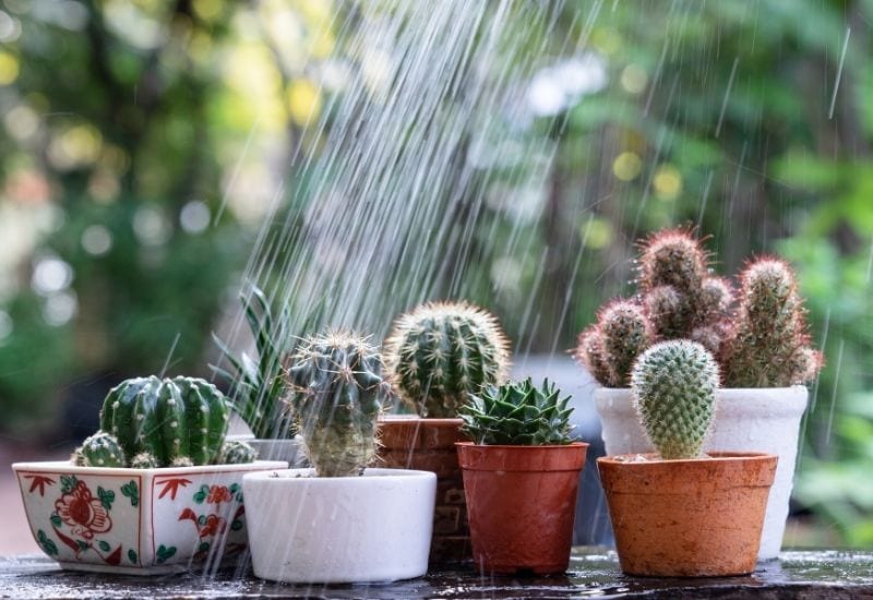 Watering Cactus during the dormant