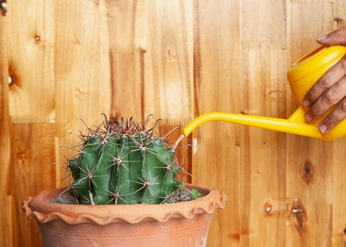 How Often Should You Wayer A Cactus Plant - Since they are known to