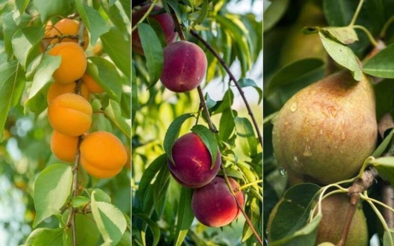 10 Fastest Growing Fruit Trees for Your Backyard Orchard