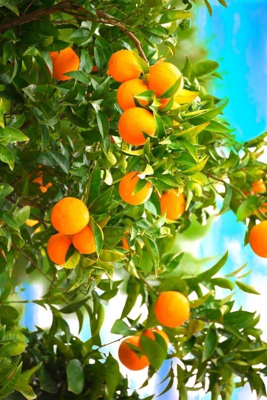 6 Tips for Growing Fruit Trees in Your Backyard