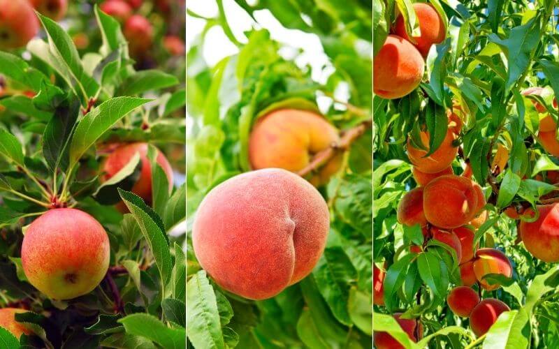 10 Fastest Growing Fruit Trees for Your Backyard Orchard