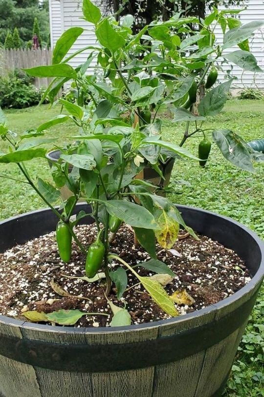 The 6 Reasons for Yellow Leaves on Pepper Plants 