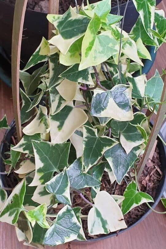 1.	‘Anne Marie’ English Ivy (Hedera helix ‘Anne Marie’)