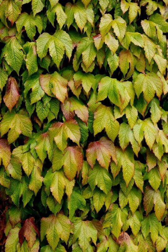 15 Different Types Of Ivy Plants For Indoors & Outdoors (With Pictures)