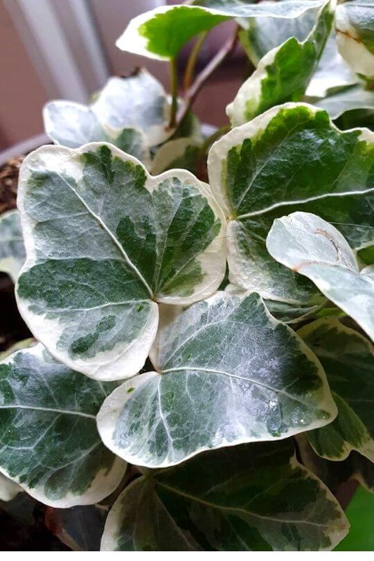 15 Different Types Of Ivy Plants For Indoors & Outdoors (With Pictures)