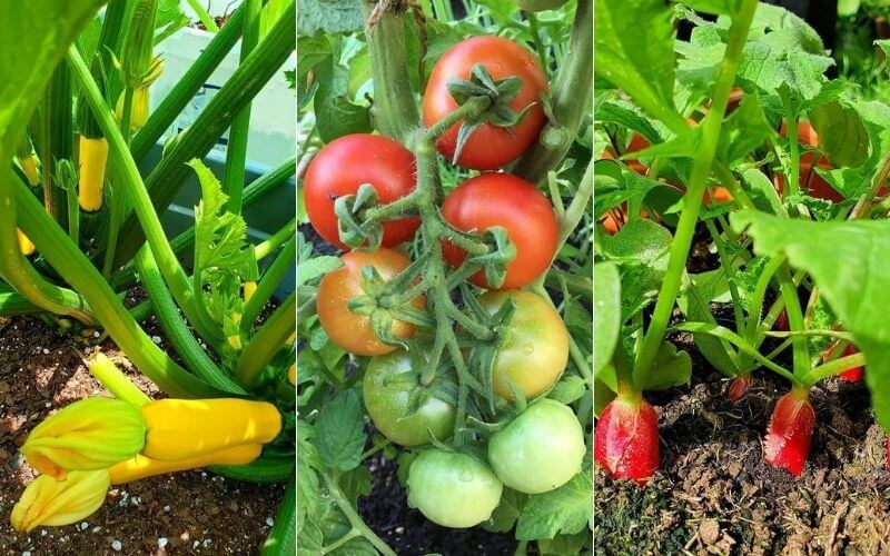 Easiest Vegetables for Raised Beds