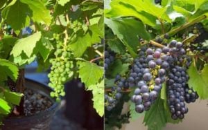 Growing Grapes in Containers (2)