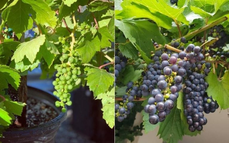 Growing Grapes in Containers: How to grow grape vines in pots