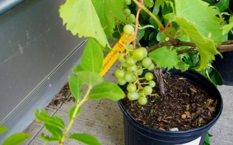 Growing Grapes In Containers How To Grow Grape Vines In Pots