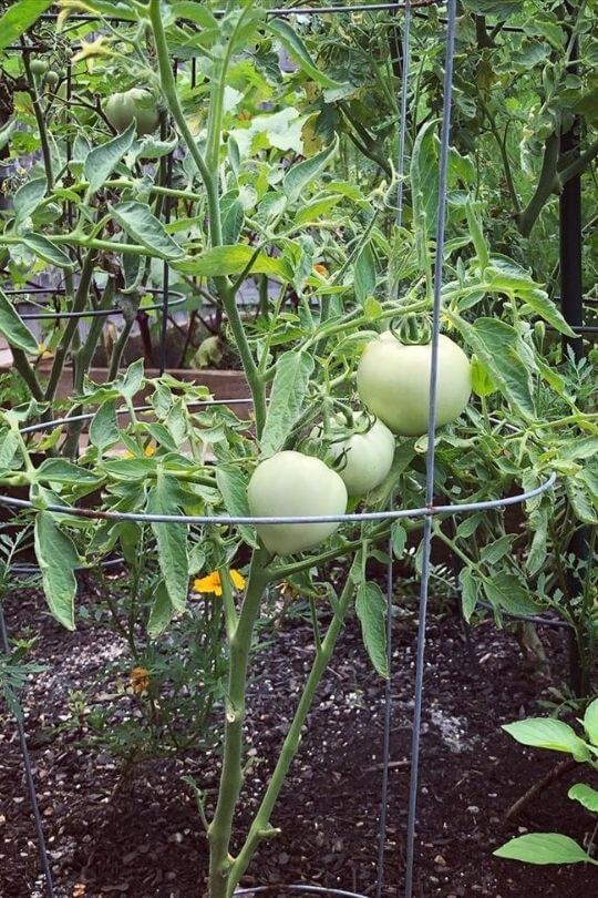 How Far Apart To Plant Caged Tomatoes 