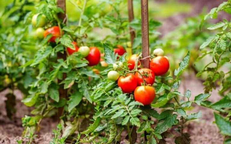 How Far Apart to Plant Tomatoes For Maximum Yields?