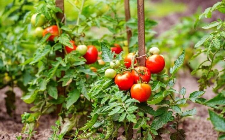 How Far Apart to Plant Tomatoes (1)