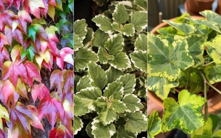 15 Different Types of Ivy Plants for Indoors & Outdoors (With Pictures)