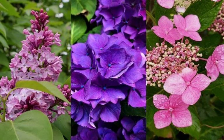 Hydrangea Varieties: Learn About Different Types Of Hydrangeas