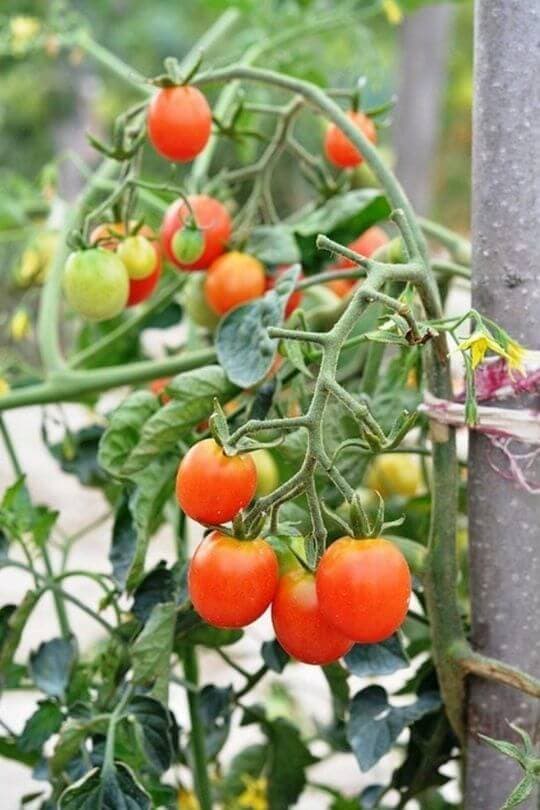 How Far Apart To Plant Tomatoes For Maximum Yields?