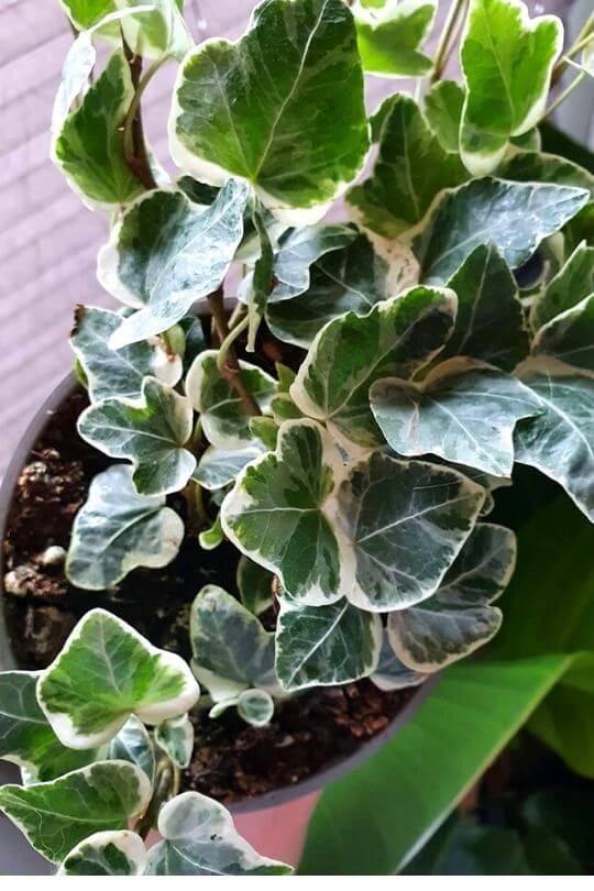 15 Different Types Of Ivy Plants For Indoors & Outdoors (With Pictures)