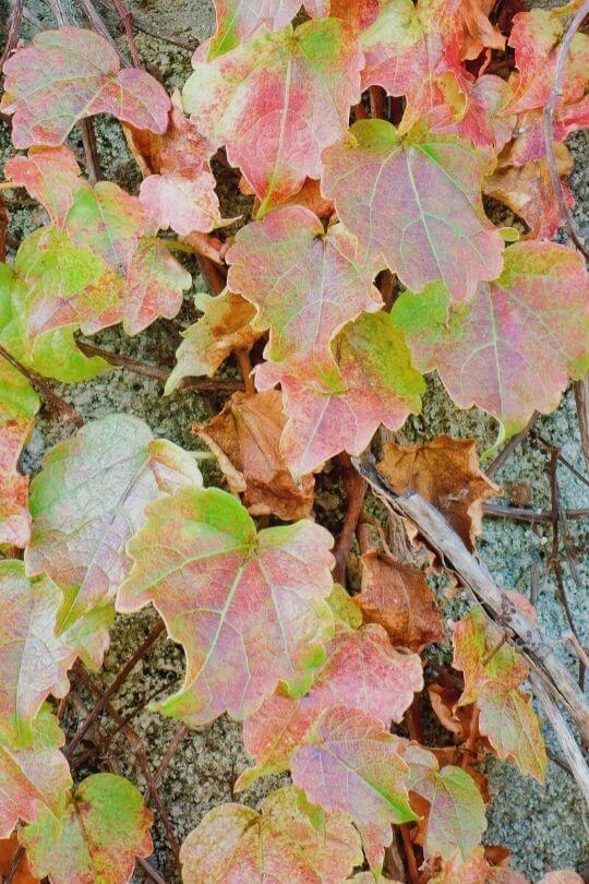 Ivy: a Journey though Time and Space…