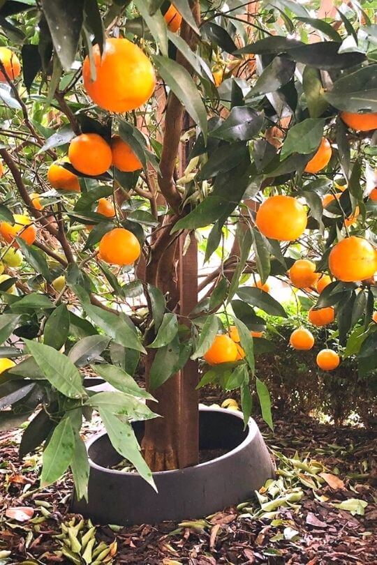 Mandarin Fruit Trees