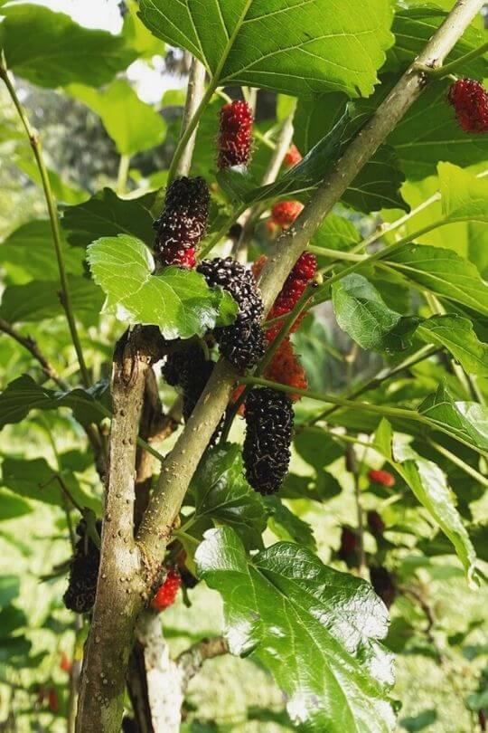 10 Fastest Growing Fruit Trees For Your Backyard Orchard - Gardening Chores