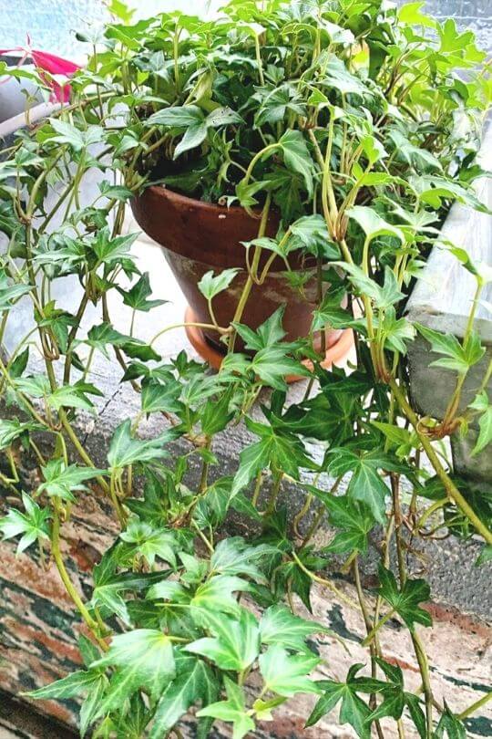 Nepalese Ivy