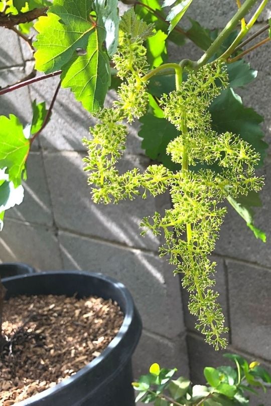 Growing Grapes In Containers How To Grow Grape Vines In Pots