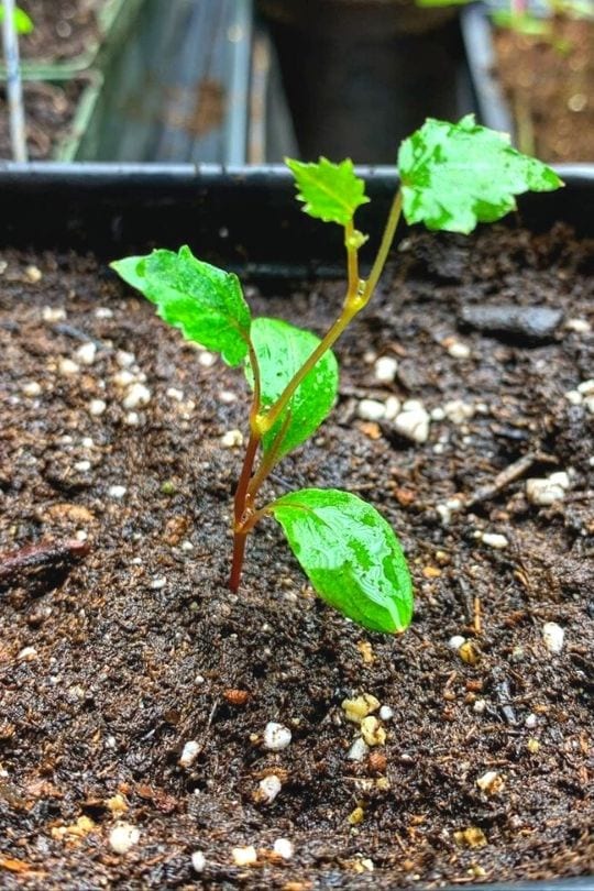 Growing Grapes In Containers How To Grow Grape Vines In Pots