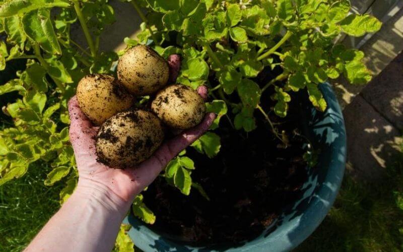Potato Plant Growth