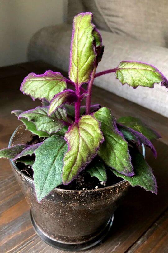 Purple Passion Plant (1)