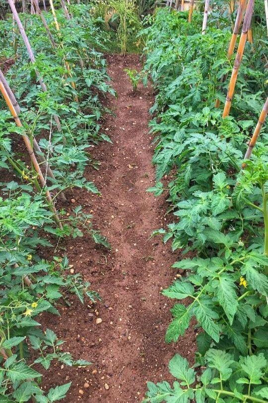 How Far Apart To Plant Staked Tomatoes