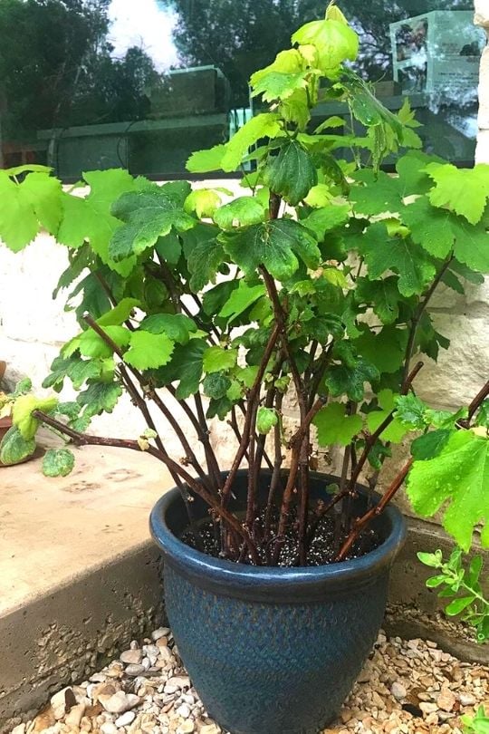 Growing Grapes In Containers How To Grow Grape Vines In Pots