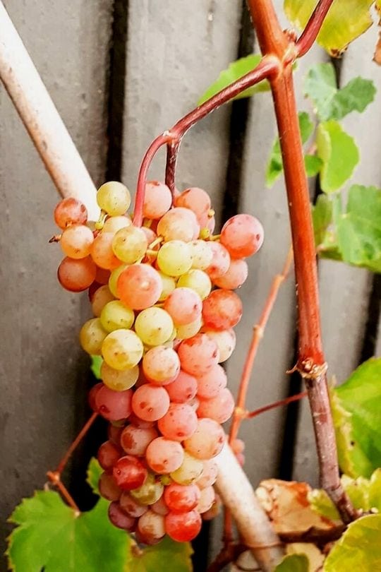 Growing Grapes In Containers How To Grow Grape Vines In Pots