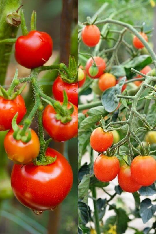 Tomato Type: Determinate or Indeterminate