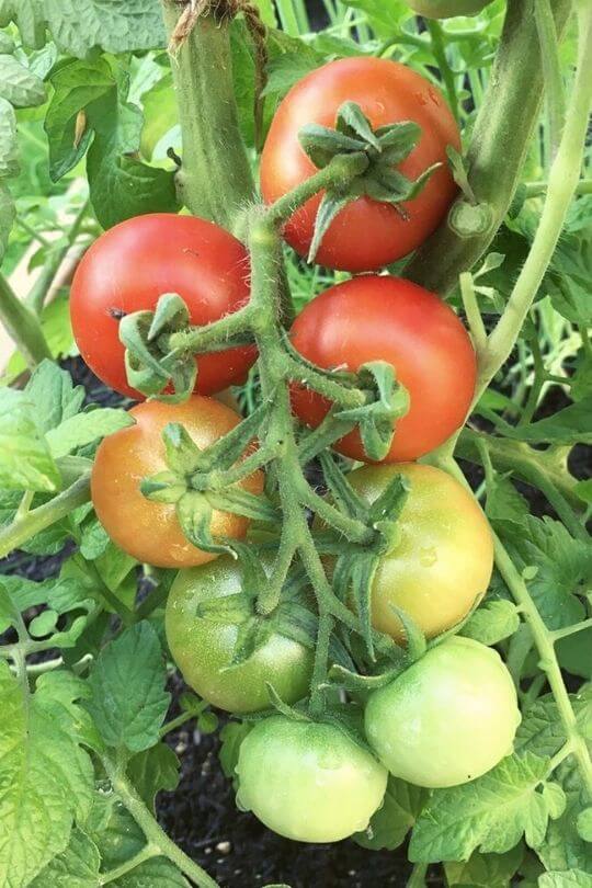 7.	Tomatoes