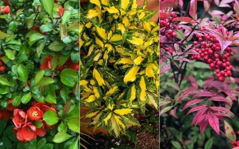 50 Different Types Of Shrubs And Bushes With Pictures & Care Guide