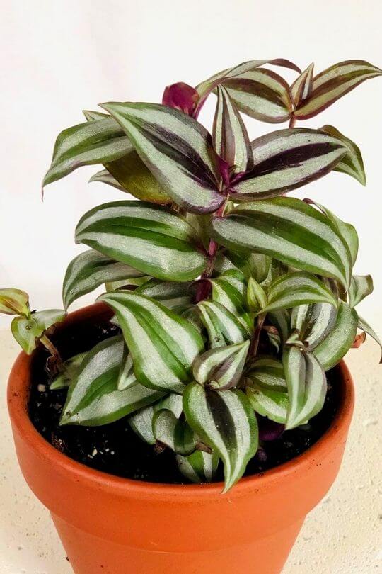 15 Fast Growing Houseplants For Impatient Gardeners