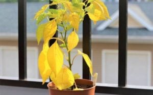 Yellow Leaves on Pepper Plants