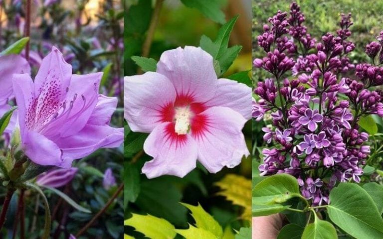 14 Gorgeous Purple Flowering Shrubs & Bushes to Plant in Your Garden