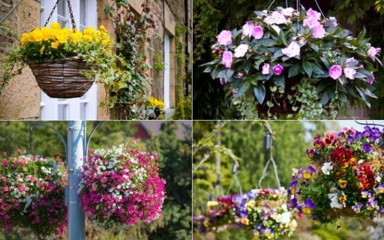 The 15 Best Flowering Plants For Hanging Baskets