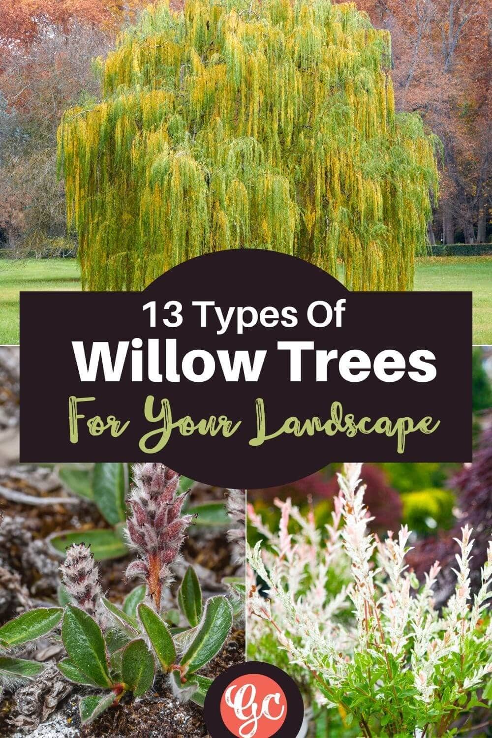 13 Types Of Willow Trees & Shrubs To Plant