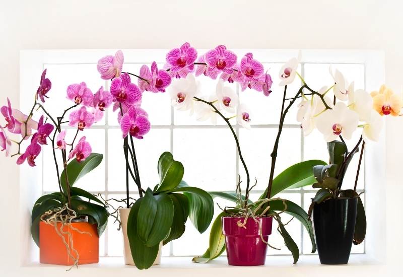 22 Types Of Orchids That Do Well Indoor And How To Grow Them